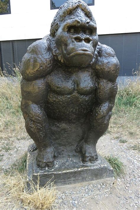Louis (gorilla) .